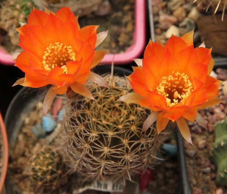 Sulcorebutia verticillacantha hb.