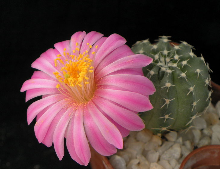 Echinocer amoenus