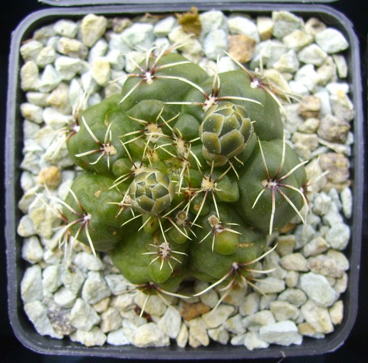 Gymnocalycium baldianum