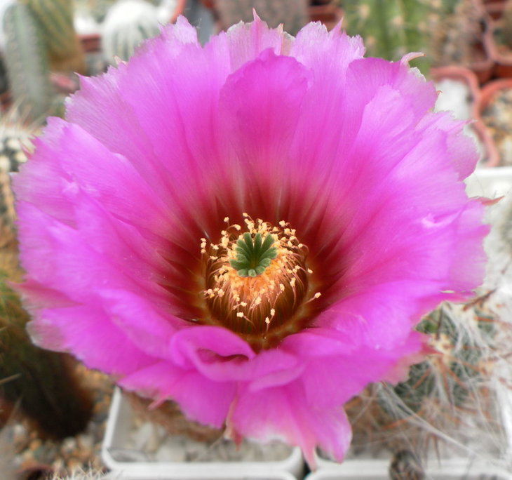 Echinocereus reichenbachii v.perbellus