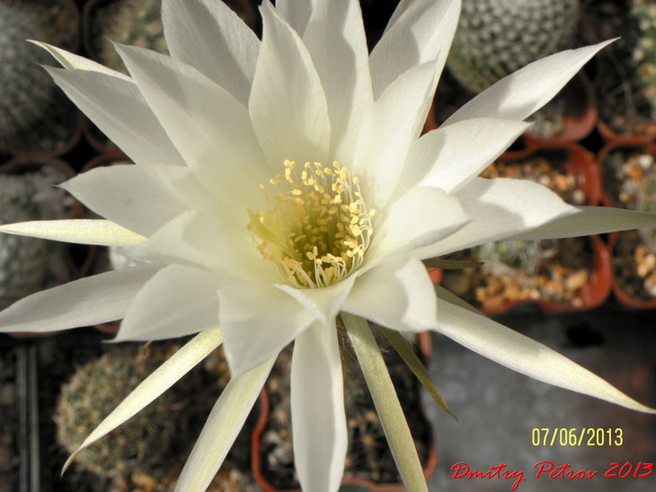 Echinopsis	obrepanda