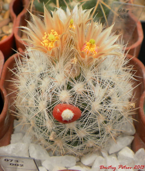 Escobaria	dasyacantha