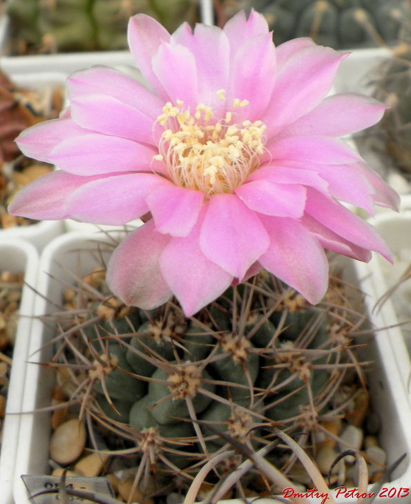Gymnocalycium	neuhuberi