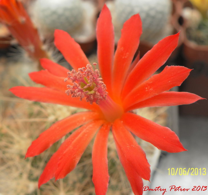 Echinocereus	klapperii