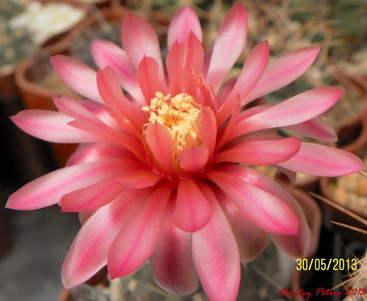 Gymnocalycium	striglianum