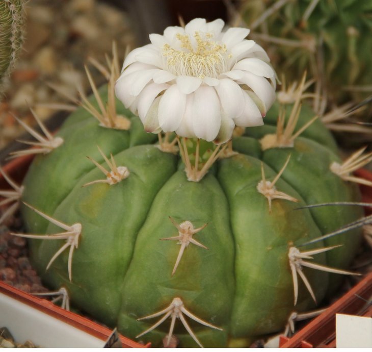 Gymnocalycium sp.