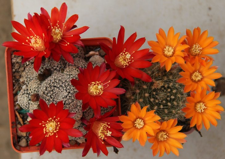 Rebutia albopectinata, Rebutia flavistyla