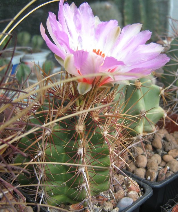 Thelocactus bicolor var. texensis 1.jpg