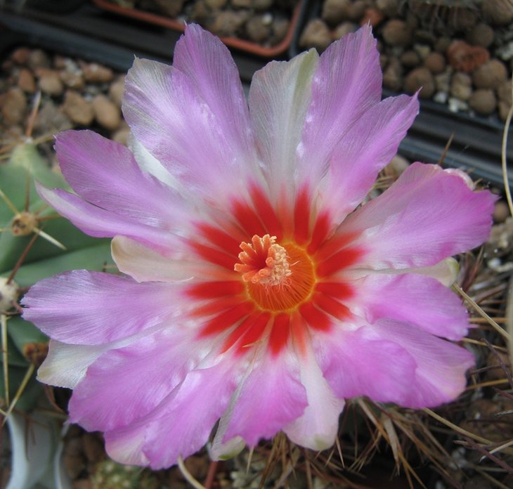 Thelocactus bicolor var. texensis 2.jpg