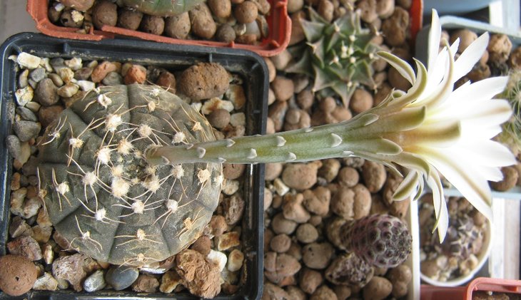 Gymnocalycium  ragonesei 1.jpg