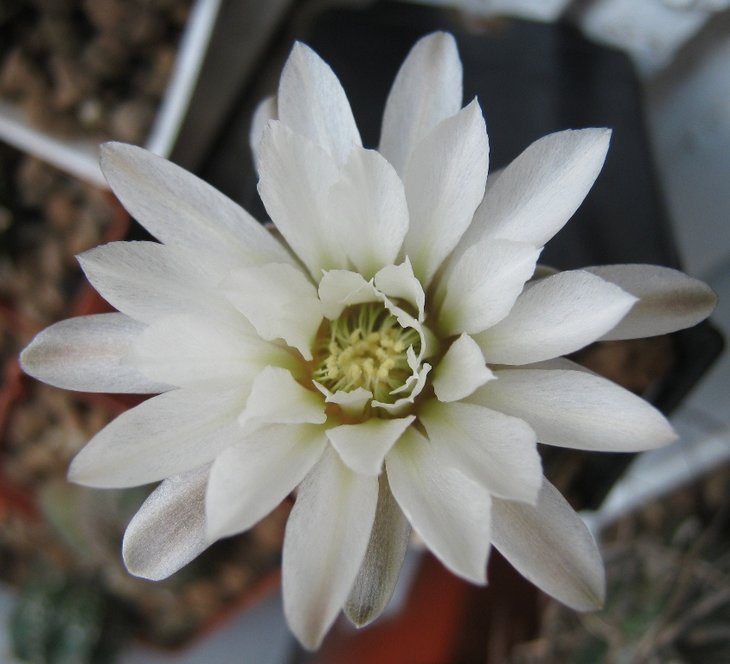 Gymnocalycium  ragonesei 2.jpg