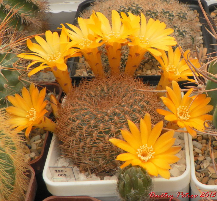 Sulcorebutia arenacea v.menesesii