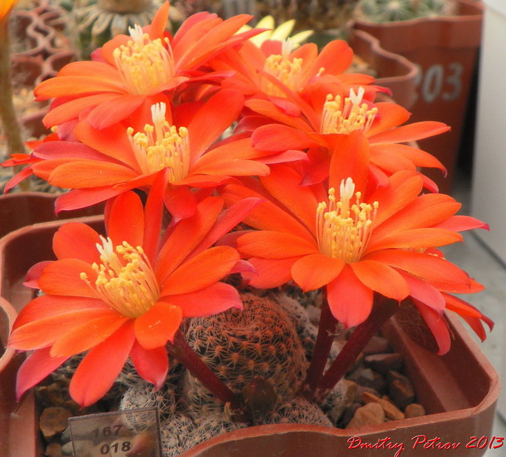 Rebutia heliosa v.condorensis