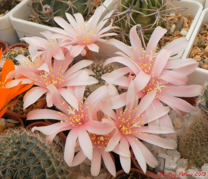 Rebutia nitida