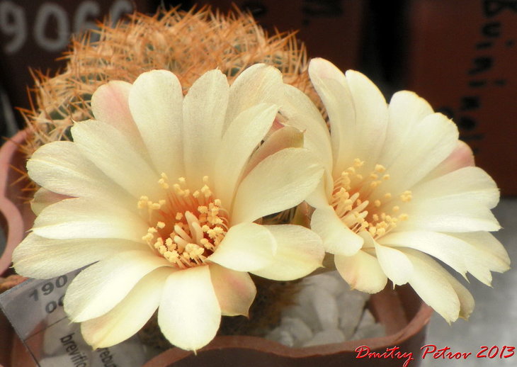 Sulcorebutia	breviflora