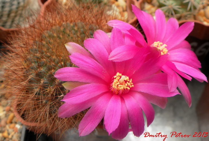 Sulcorebutia swobodae