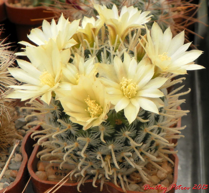 Mammillaria duwei