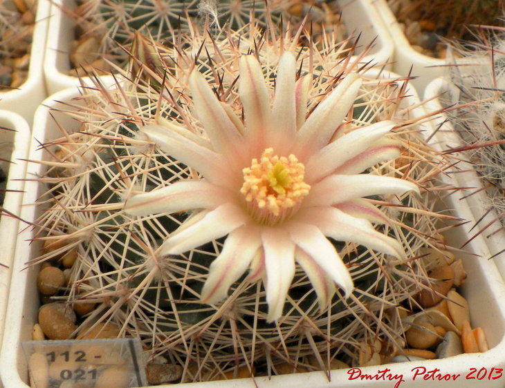Mammillaria johnstoni v.sancarlensis