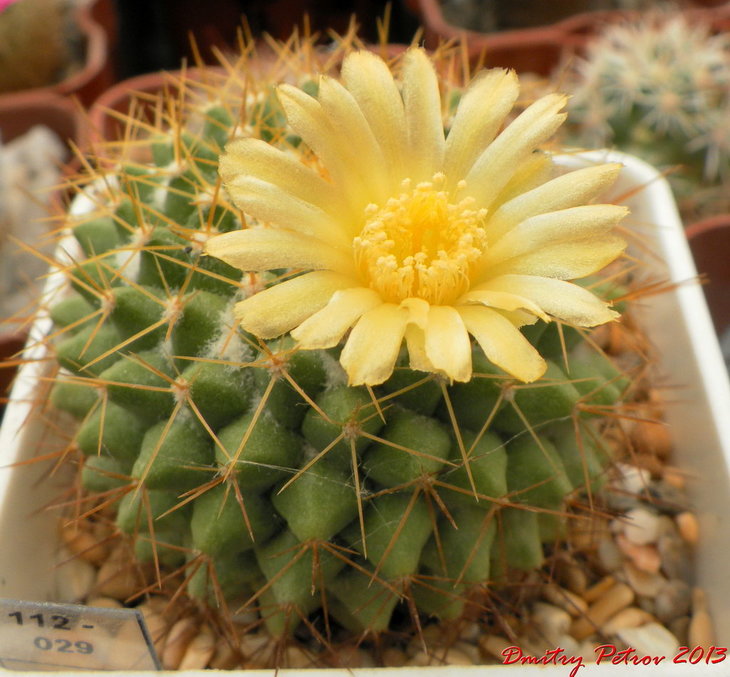 Mammillaria marksiana