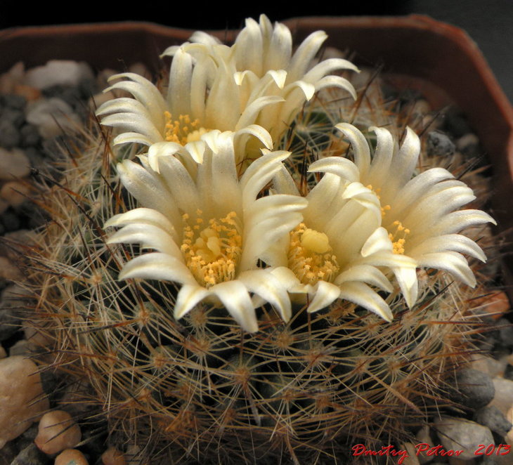 Mammillaria picta