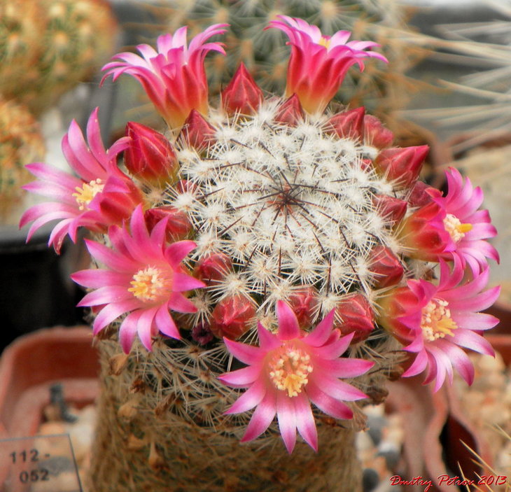 Mammillaria matudae