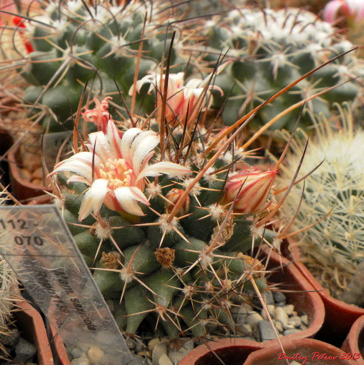 Mammillaria saxicola  Repp1139