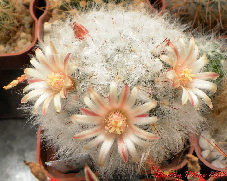 Mammillaria bocasana multilanata