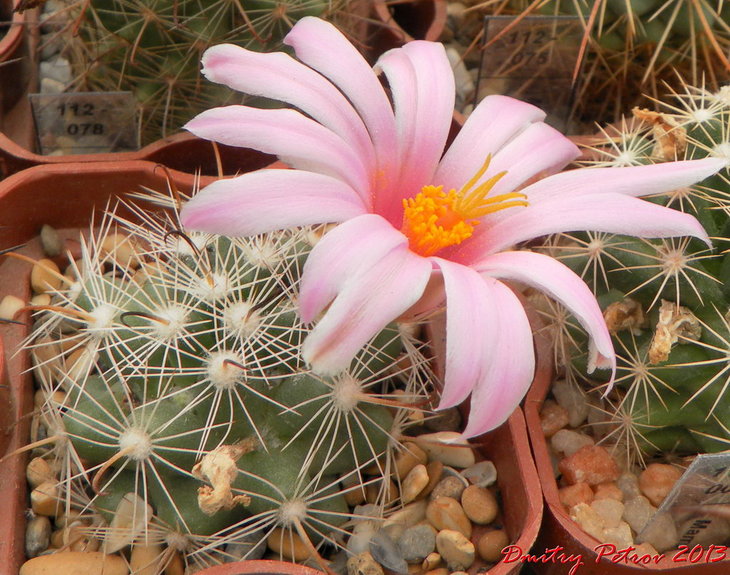 Mammillaria boolii