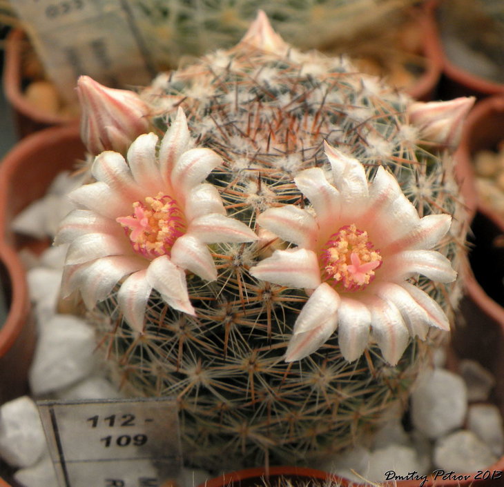 Mammillaria arroyensis Rep1054