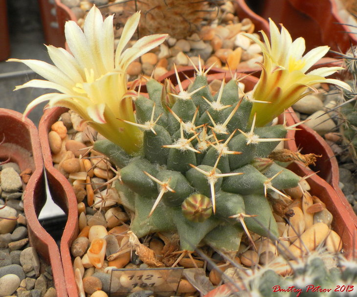 Mammillaria	peninsularis