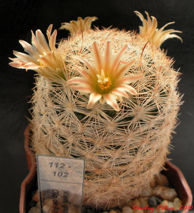 Mammillaria gasseriana Ojo de Agua