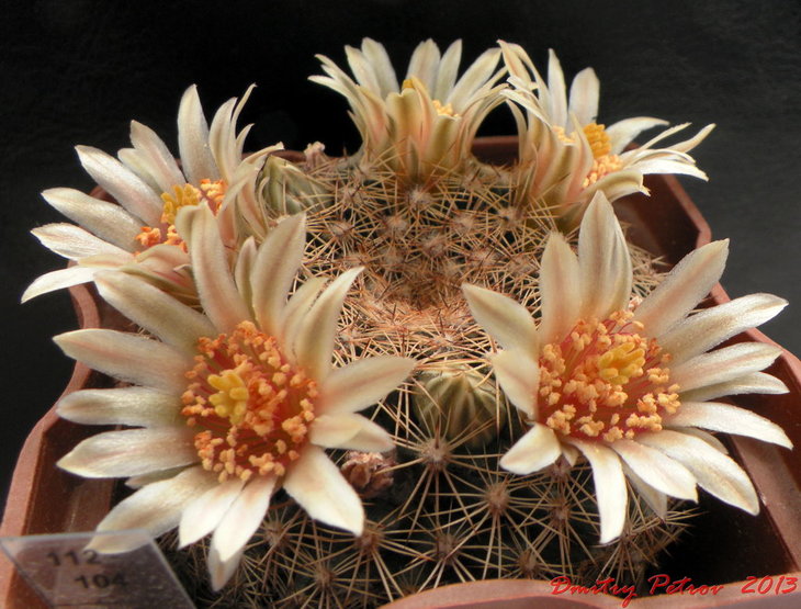 Mammillaria	hemisphaerica