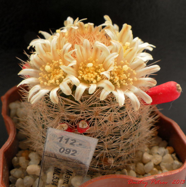 Mammillaria magallanii ML534