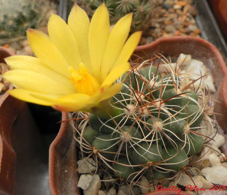 Mammillaria (D.) melaleuca