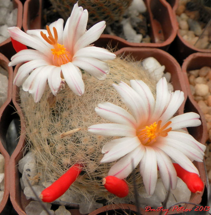 Mammillaria	lenta