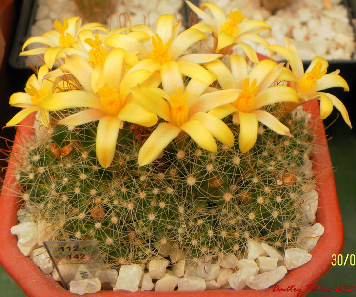 Mammillaria (D.) surculosa