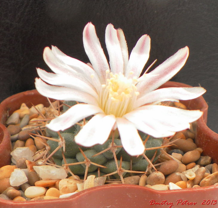 Mammillaria boelderliana