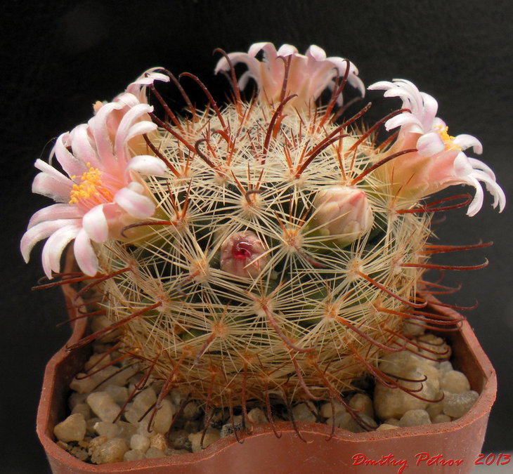 Mammillaria	jaliscana