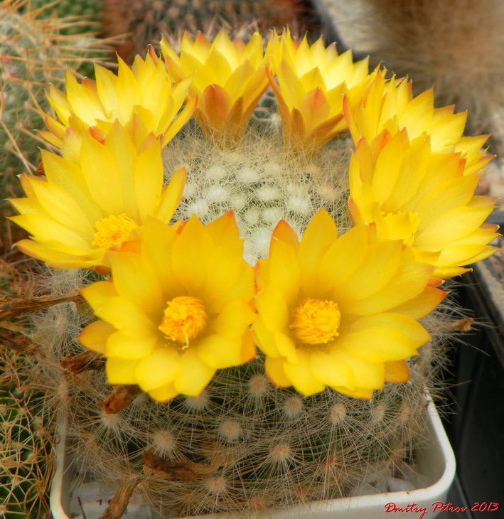 Mammillaria (D.) baumi