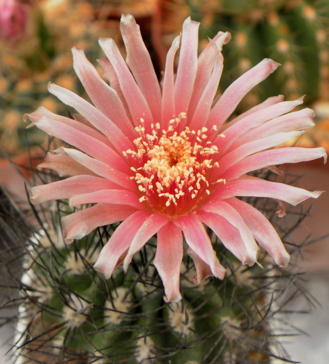 Neoporteria	taltalensis<br />пестик отсутствует