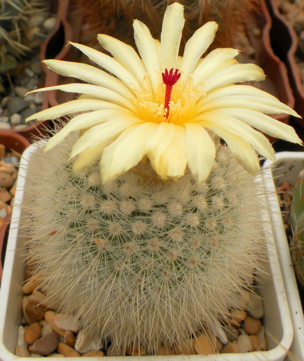 Notocactus	 scopa albispinus