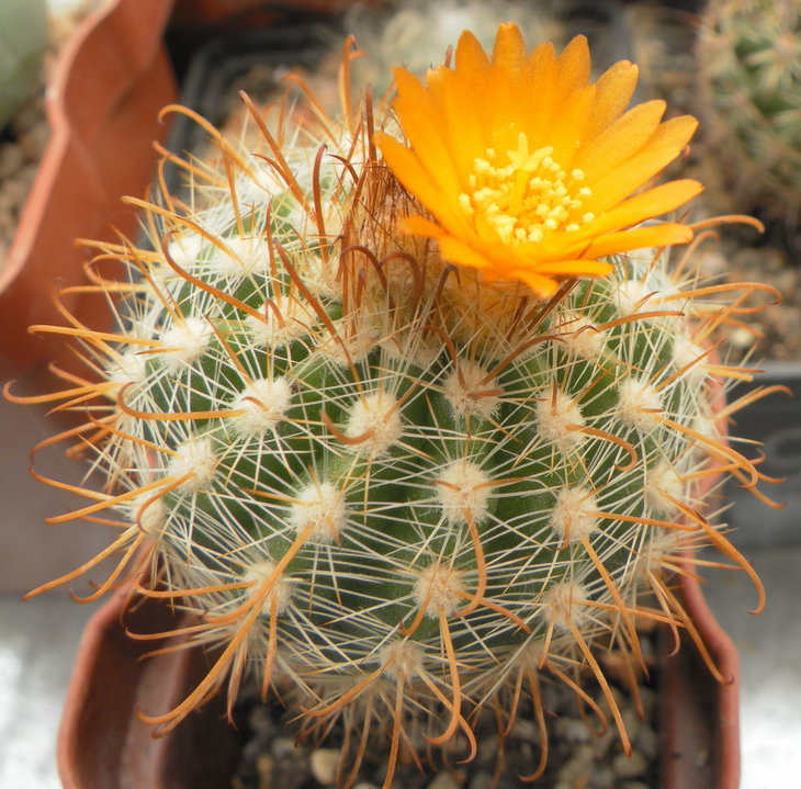 Parodia	hausteiniana