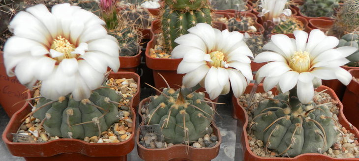 G. vatterii