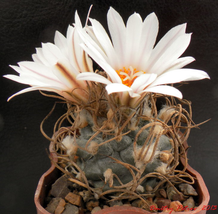T. macrohele