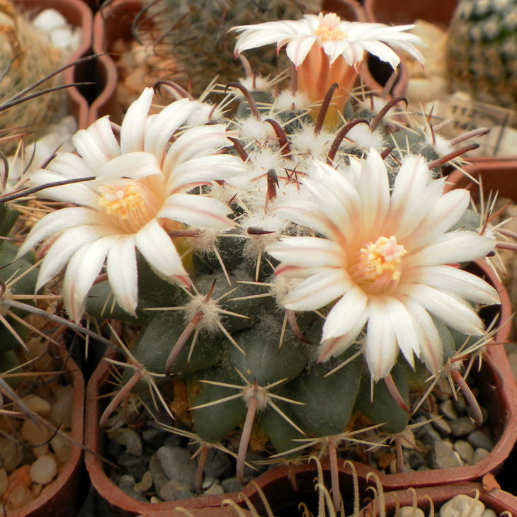 M. uncinata