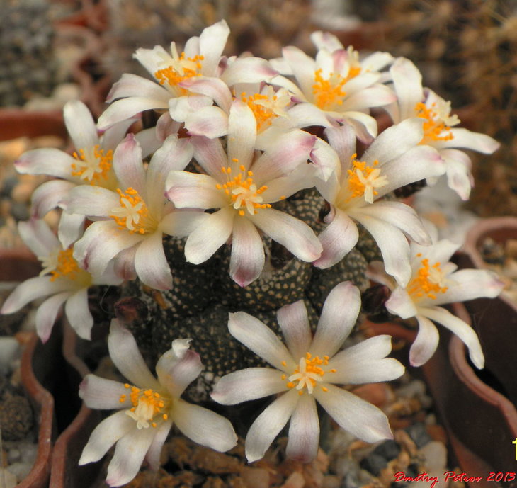 Blossfeldia	fescheri