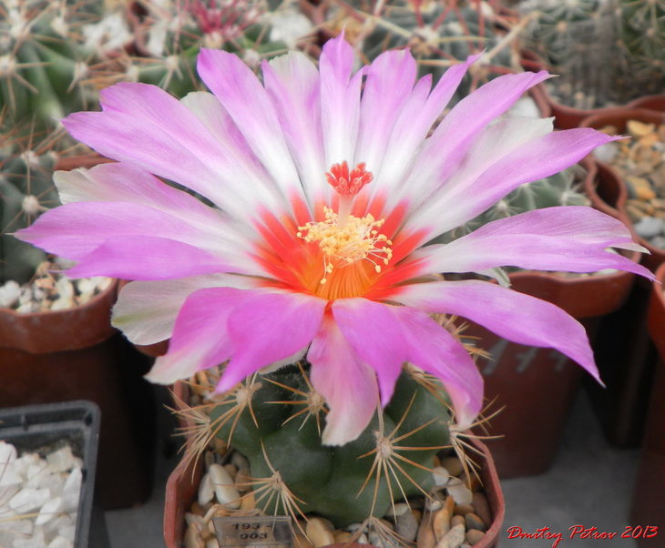 Thelocactus	wagnerianus