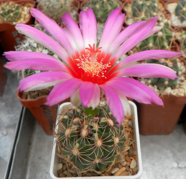 Thelocactus	schwarzii