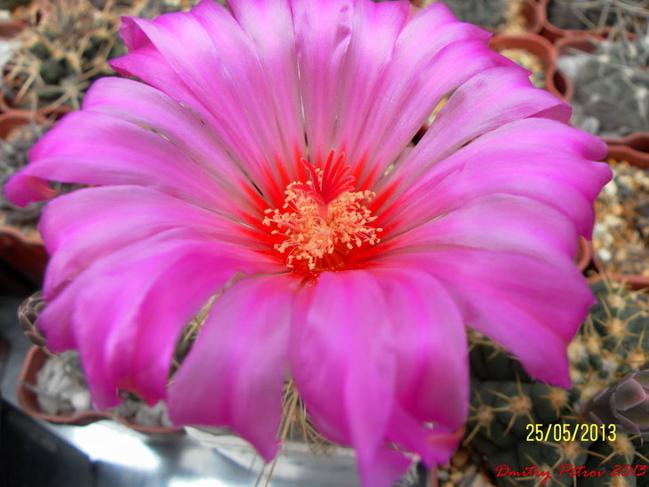 Thelocactus	schottii