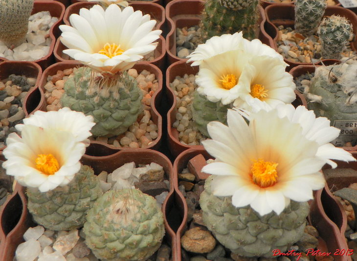 S. disciformis